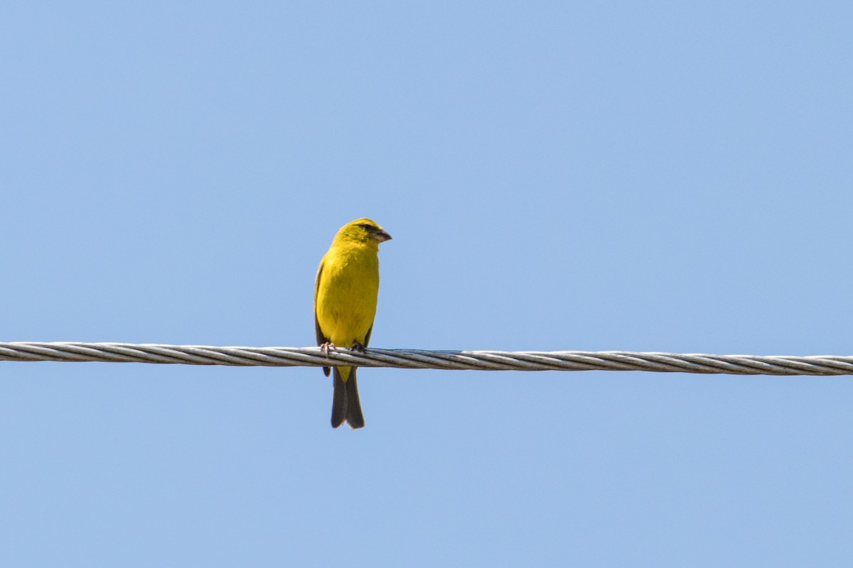 Brimstone Canary - Peter  Steward