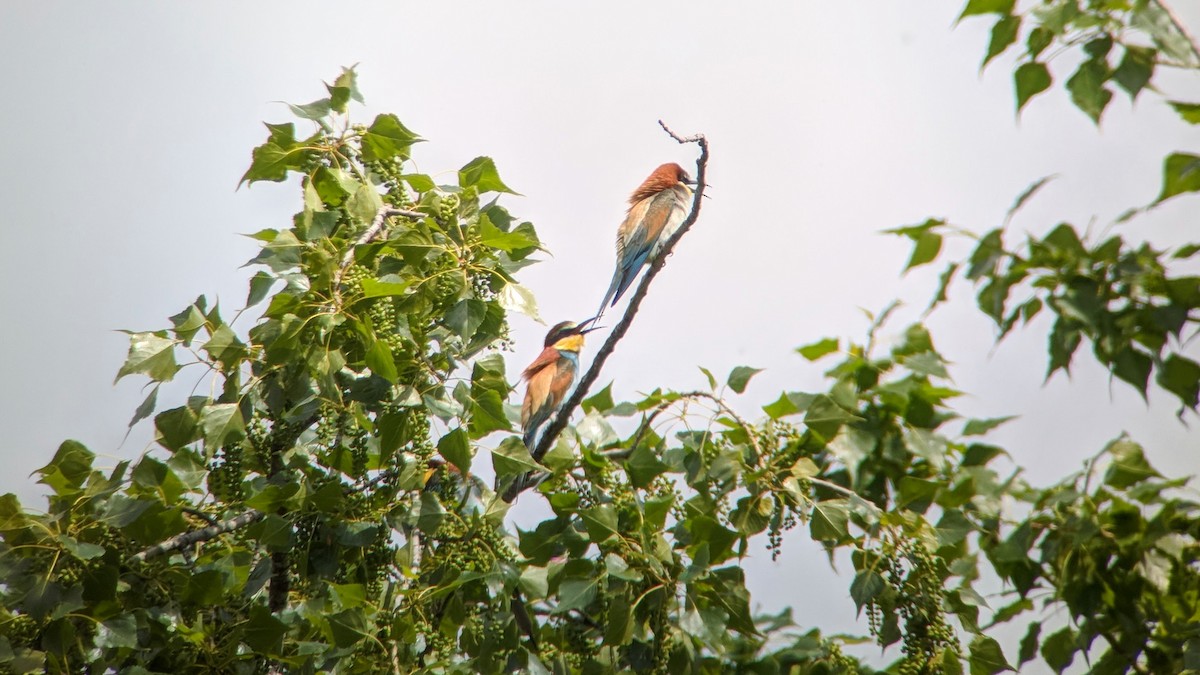 European Bee-eater - ML160049851