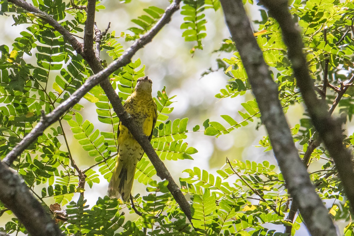 Petit's Cuckooshrike - ML160049931