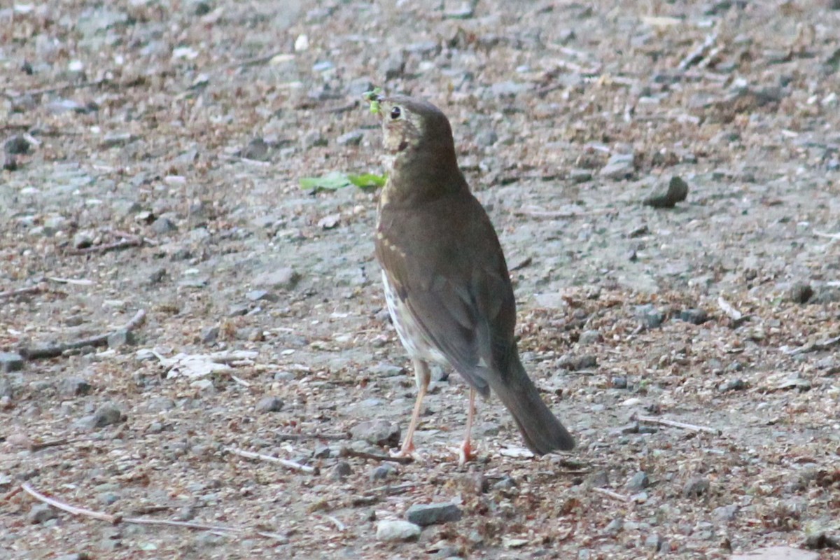 Song Thrush - ML160050231