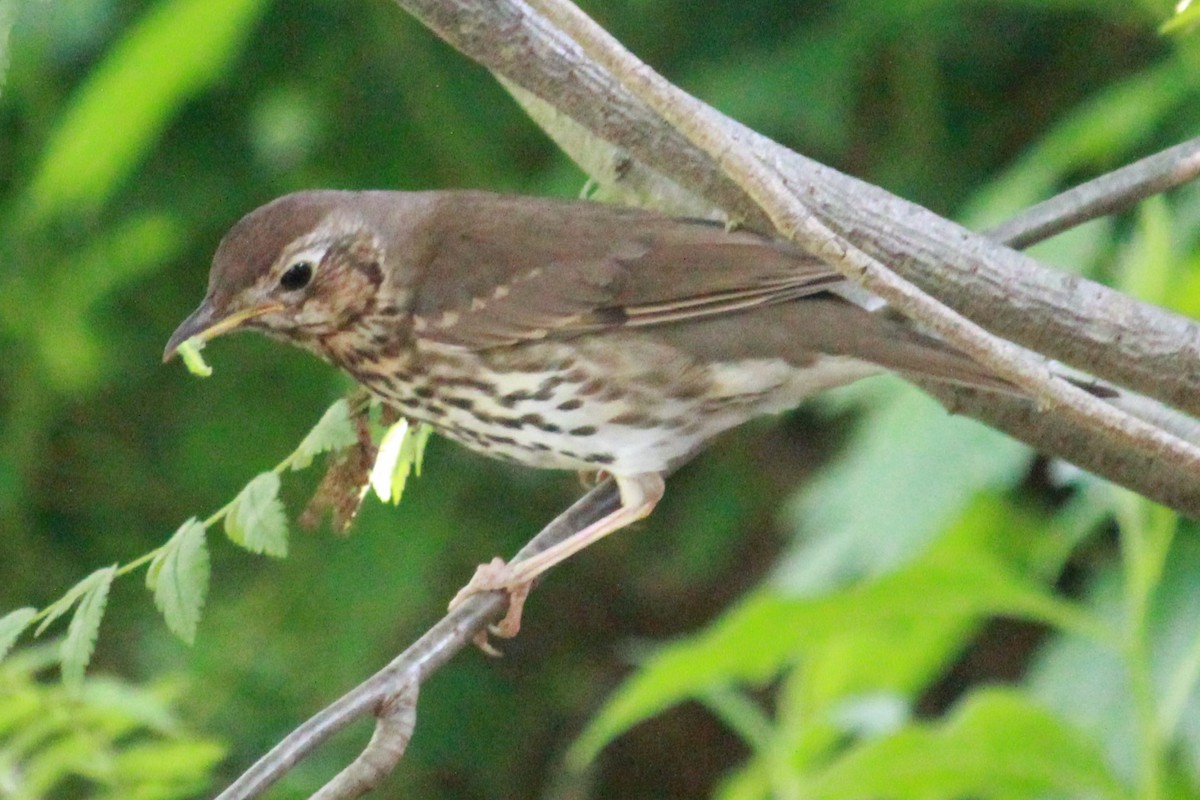 Song Thrush - ML160050241
