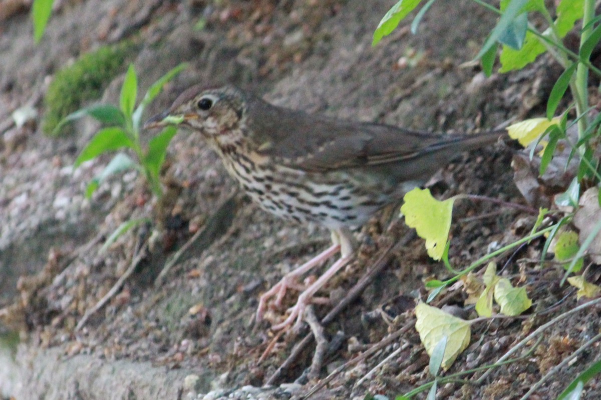 Song Thrush - ML160050251