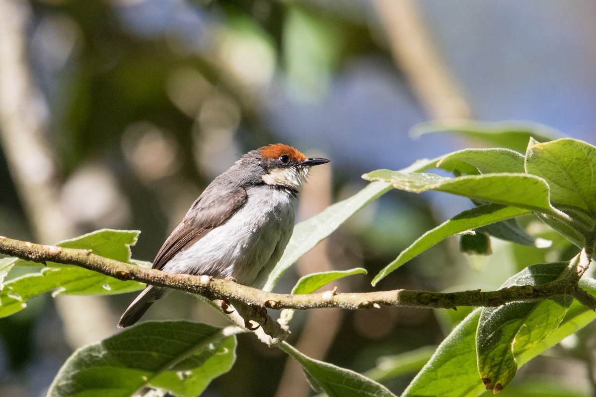 Turner's Eremomela - Peter  Steward