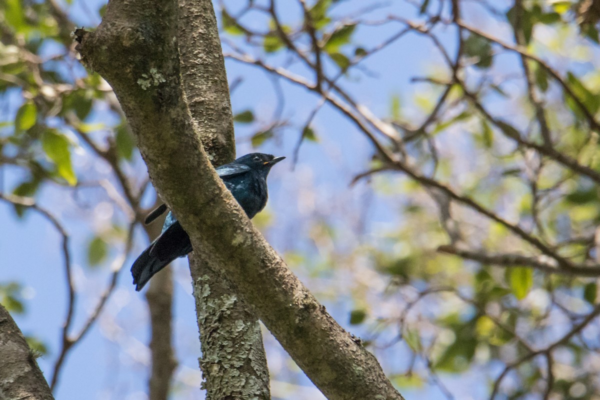 Petit's Cuckooshrike - ML160050561