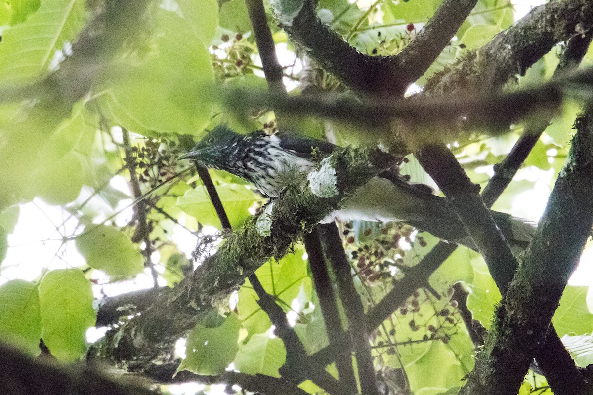 Levaillant's Cuckoo - ML160050861