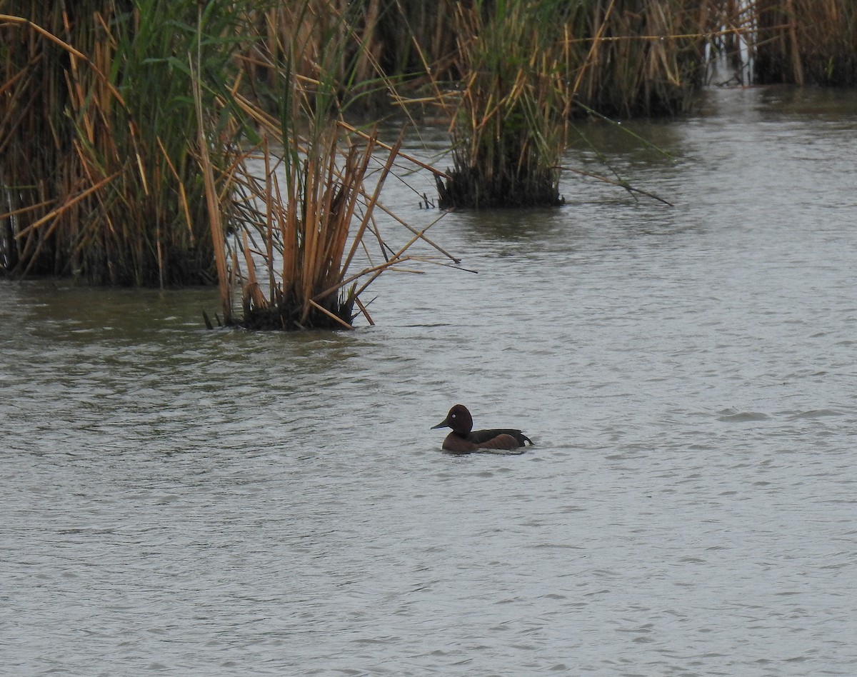 Ferruginous Duck - ML160051661