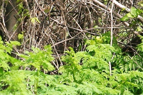 Northern Bobwhite - ML160052901