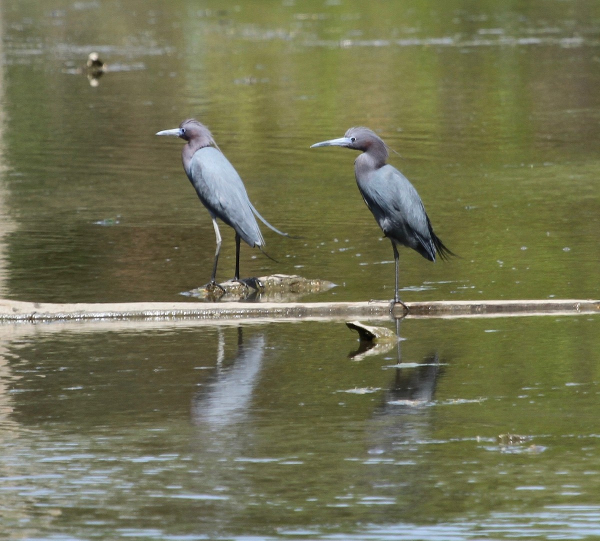 Little Blue Heron - ML160054651