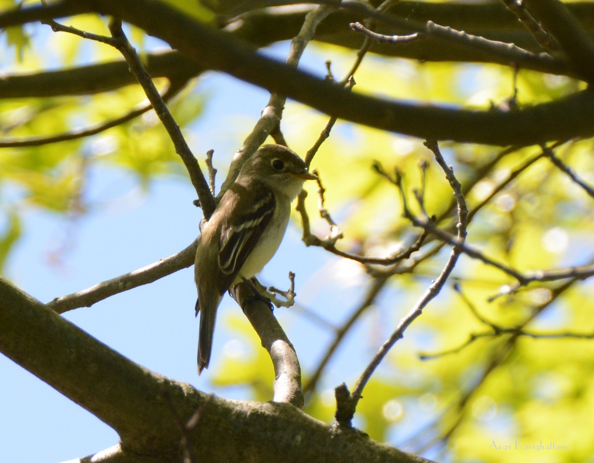 Least Flycatcher - ML160054671