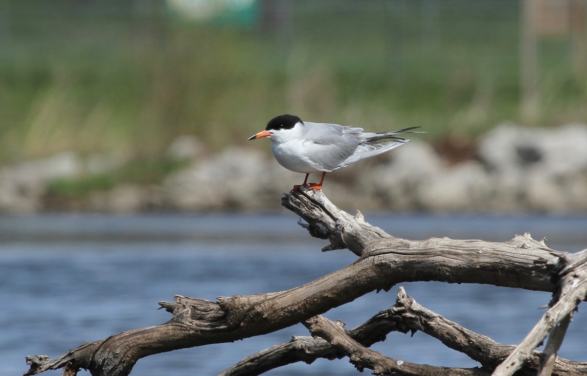 Forster's Tern - ML160054961