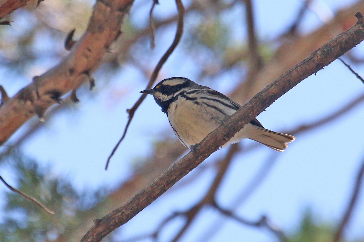 Black-throated Gray Warbler - ML160056931