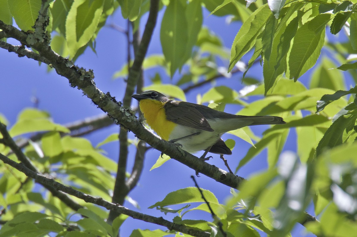 Yellow-breasted Chat - Ron Shrieves