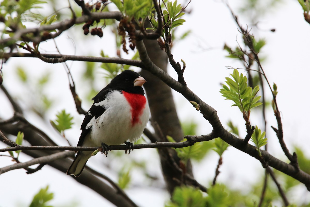 Rose-breasted Grosbeak - ML160058981