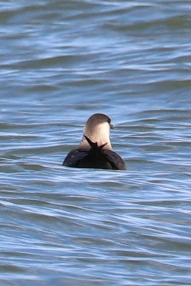 Parasitic Jaeger - ML160059801