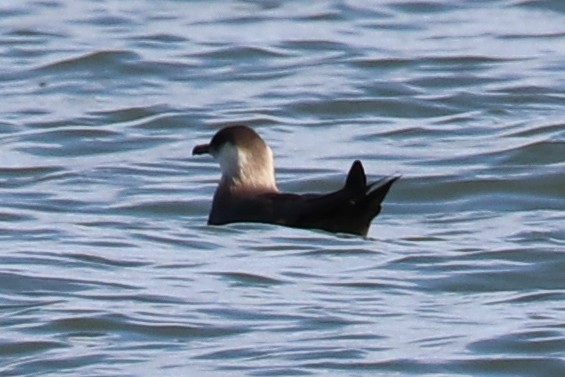 Parasitic Jaeger - ML160059841