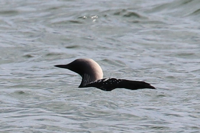 Pacific Loon - ML160059951