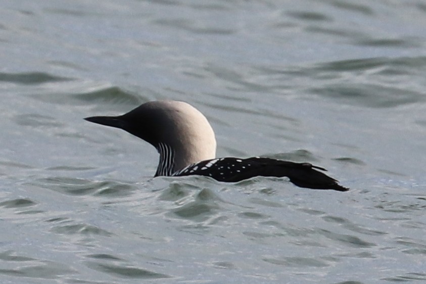 Pacific Loon - ML160059961