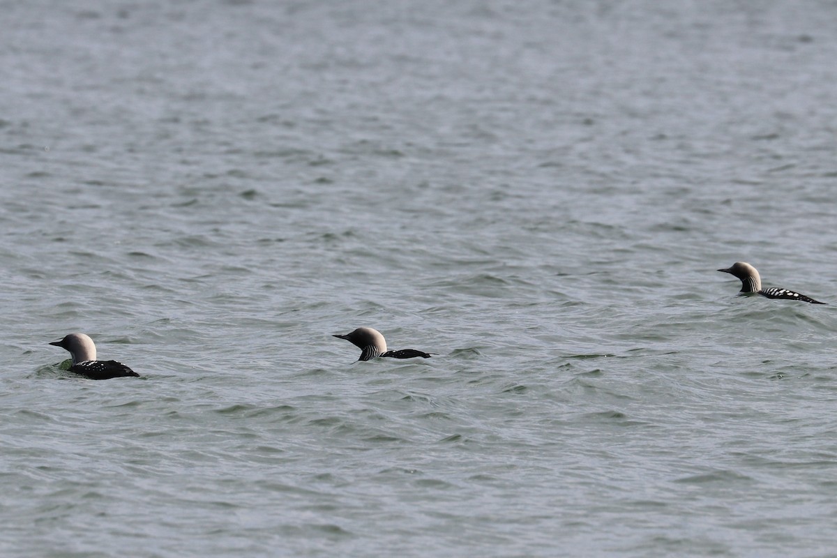 Pacific Loon - ML160060001