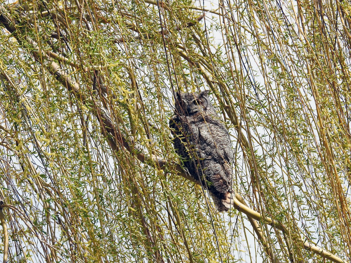 Great Horned Owl - ML160060861