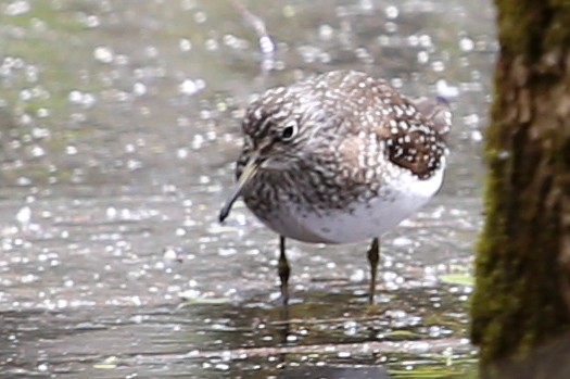 Solitary Sandpiper - ML160061691