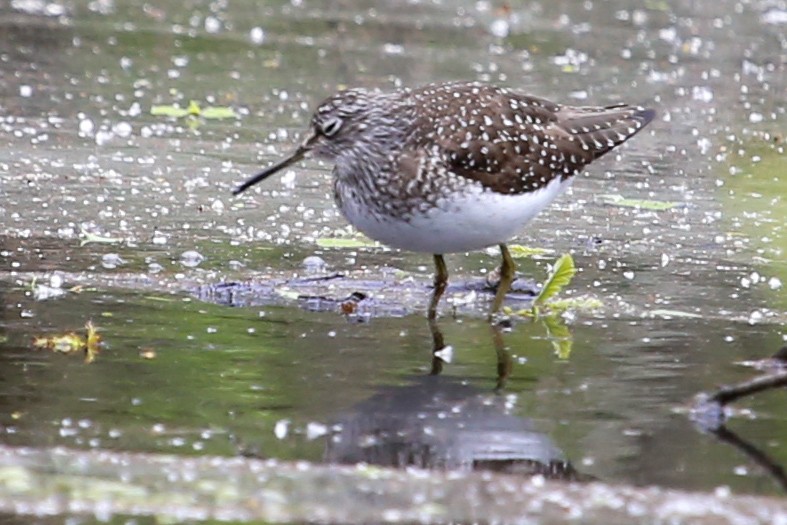 Solitary Sandpiper - ML160061701