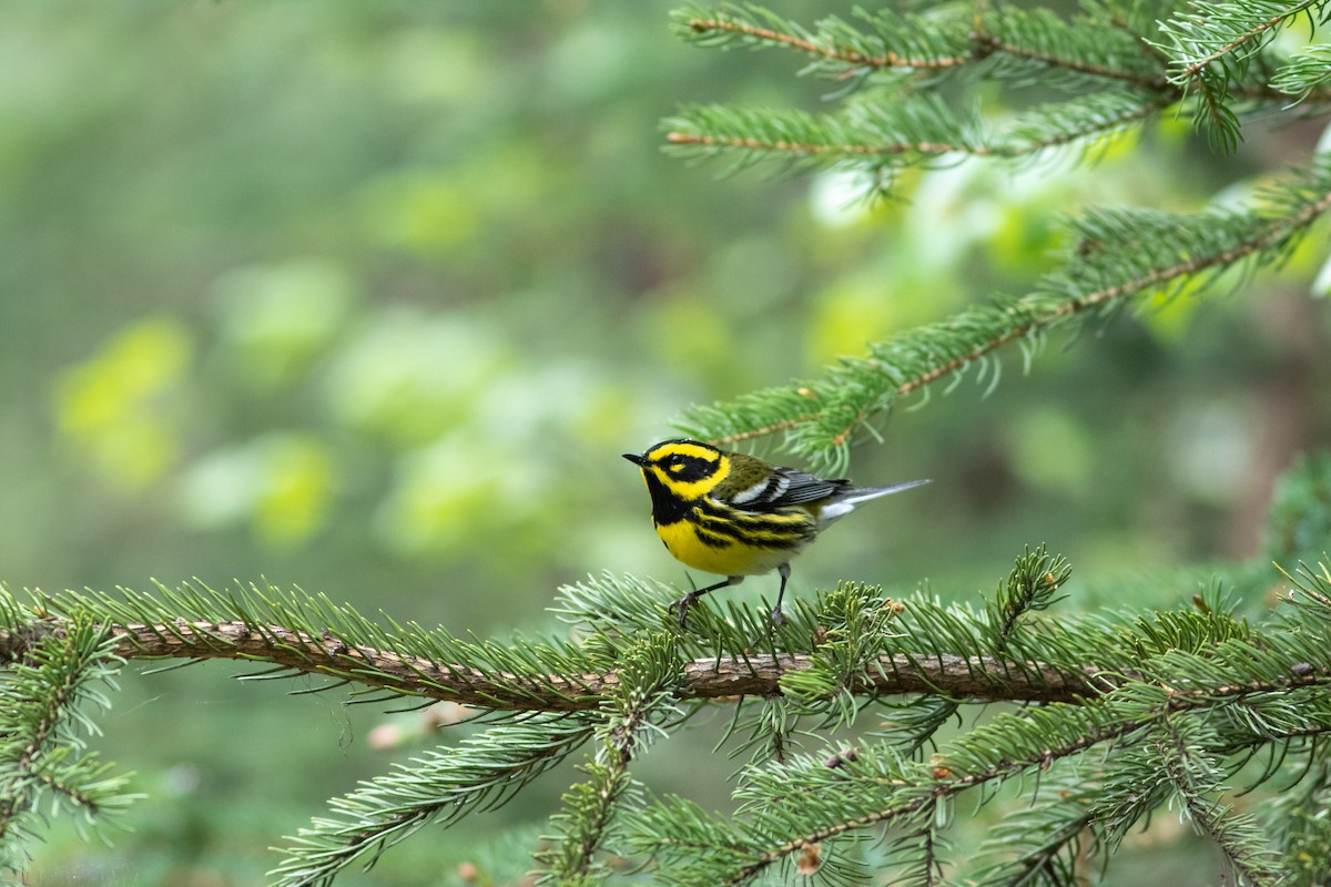 Townsend's Warbler - ML160061941