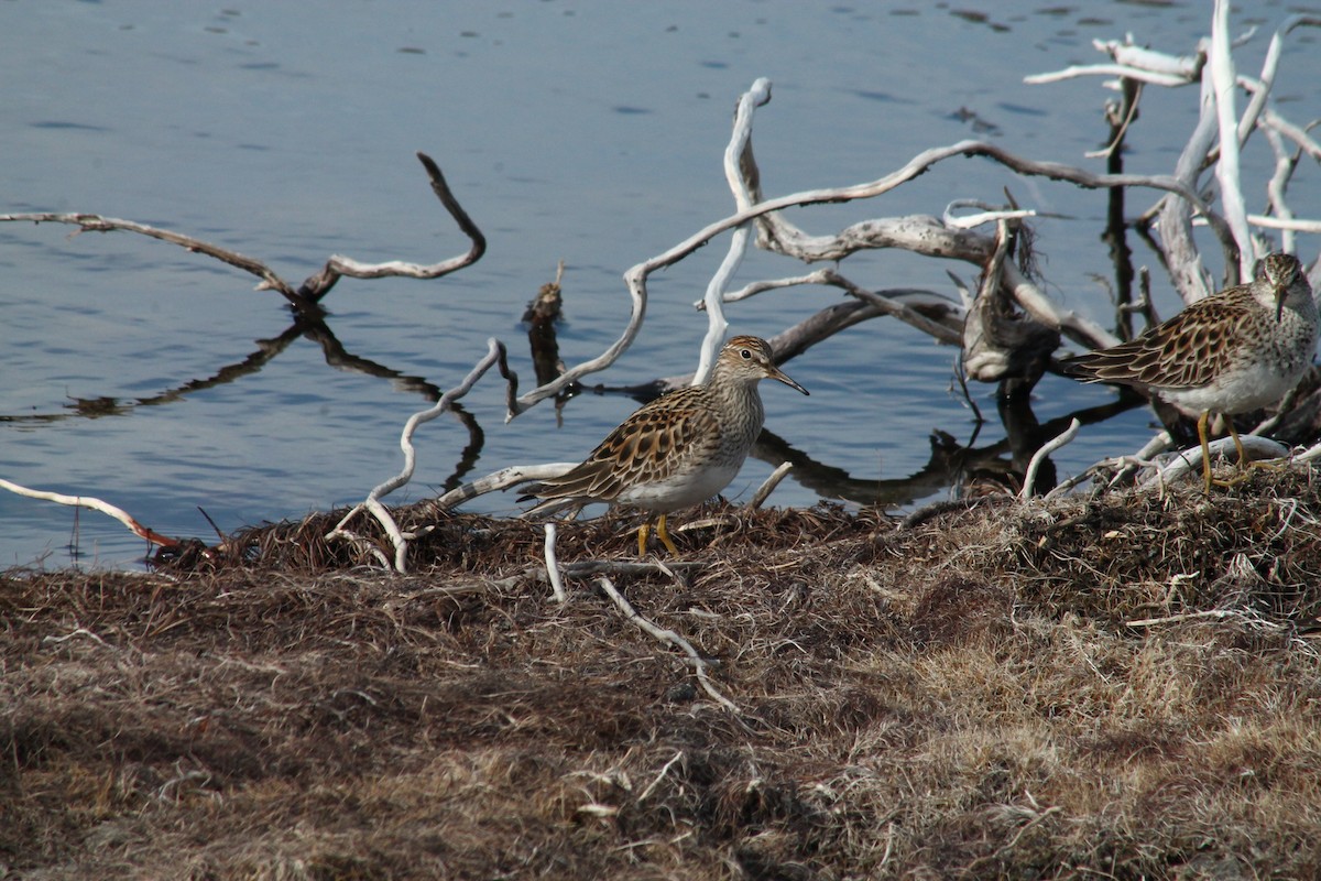 Pectoral Sandpiper - ML160062291