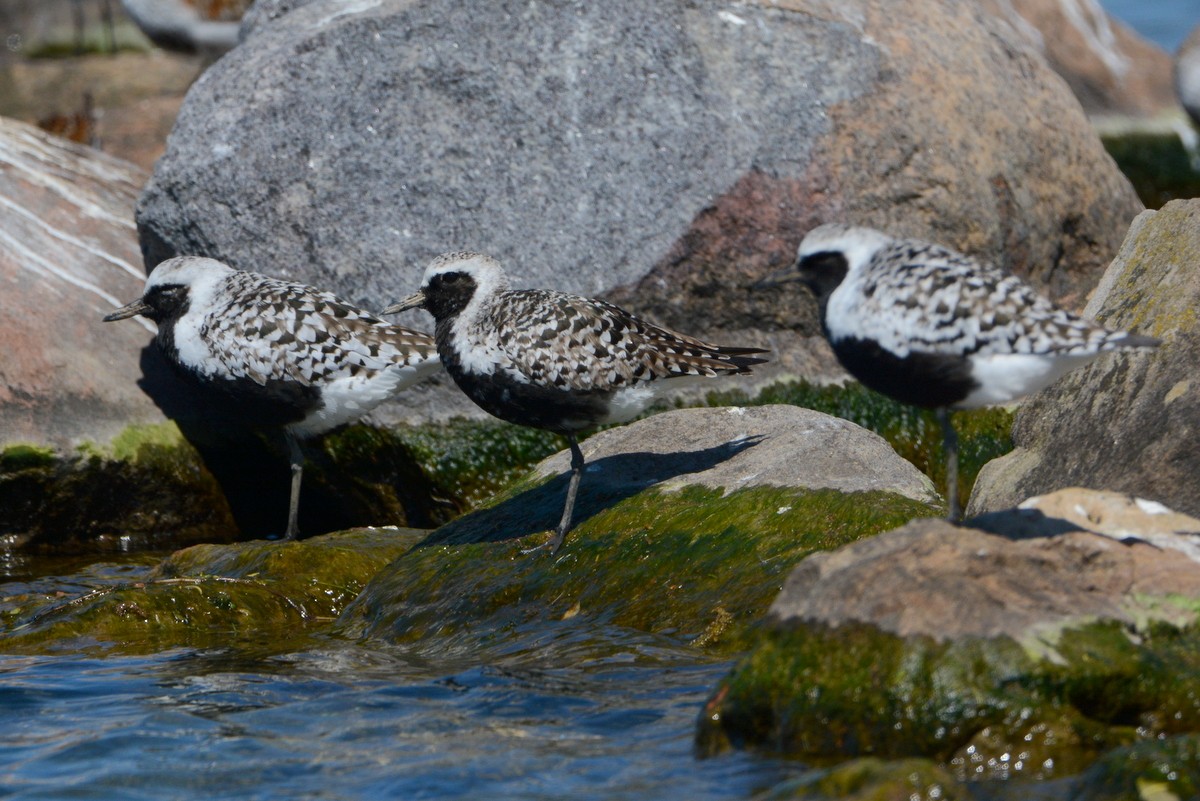 Black-bellied Plover - ML160062811