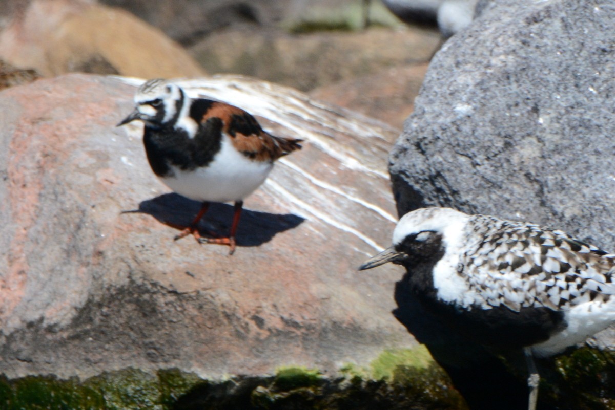 Ruddy Turnstone - ML160062851