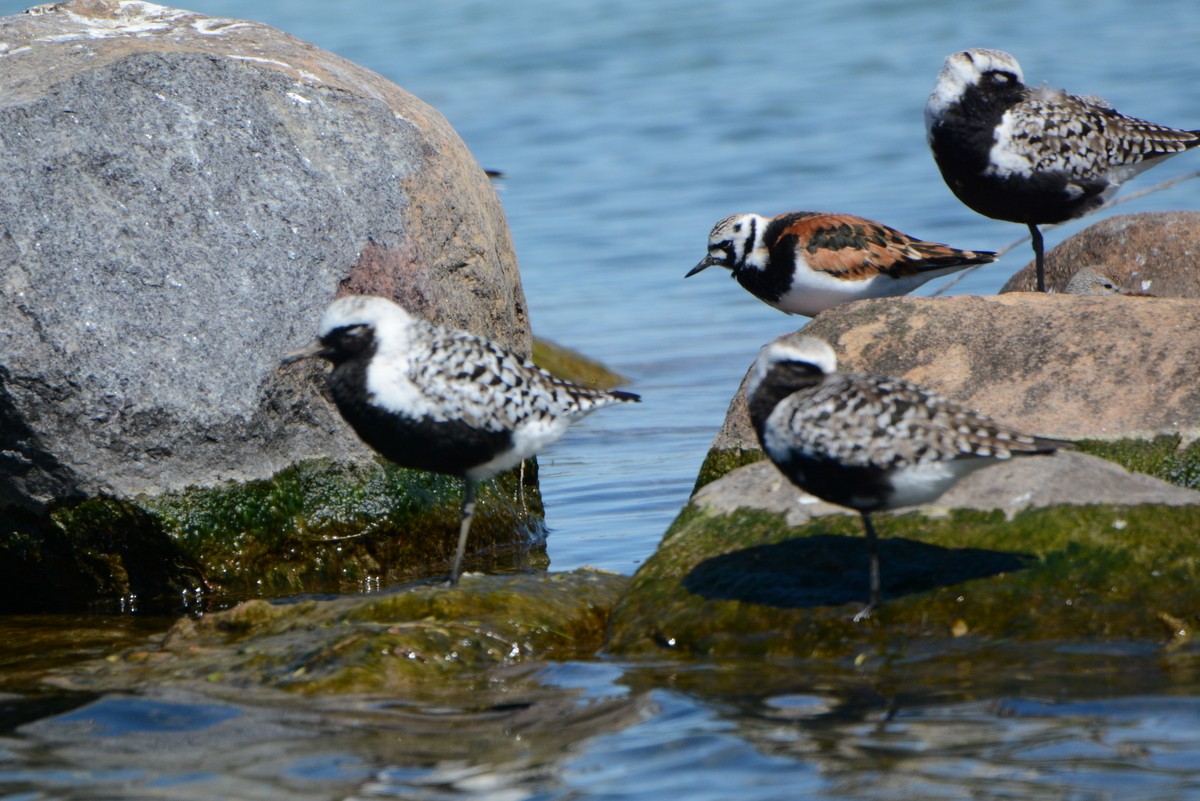 Black-bellied Plover - ML160062881