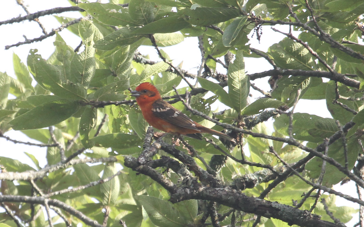 Piranga Estriada - ML160063781