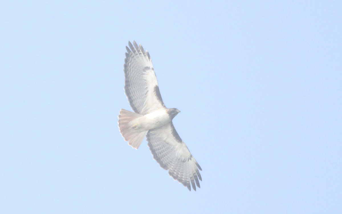 Rotschwanzbussard - ML160064171