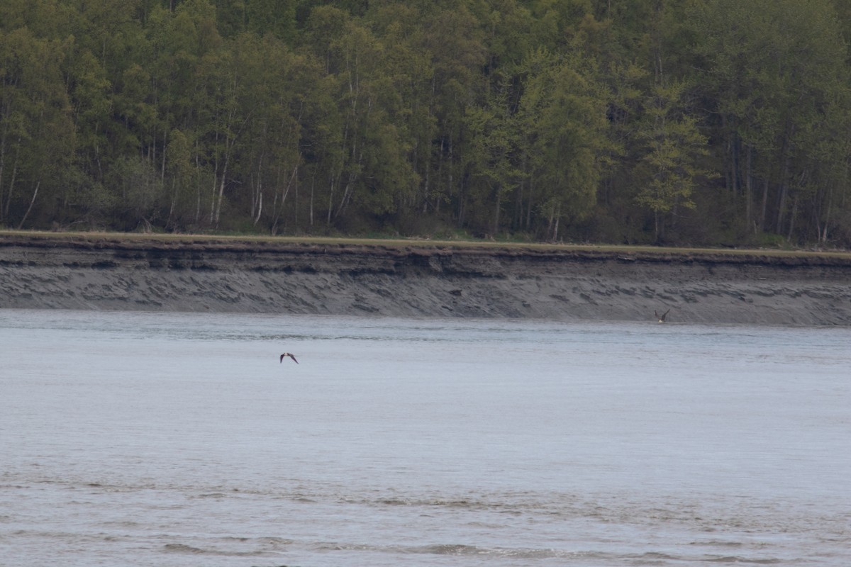 Long-tailed Jaeger - ML160064491