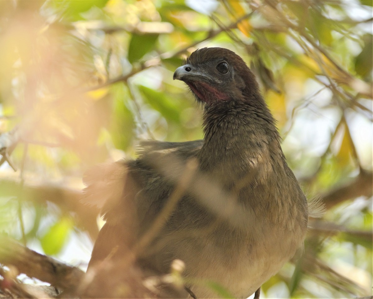 Chachalaca Alirroja - ML160064691