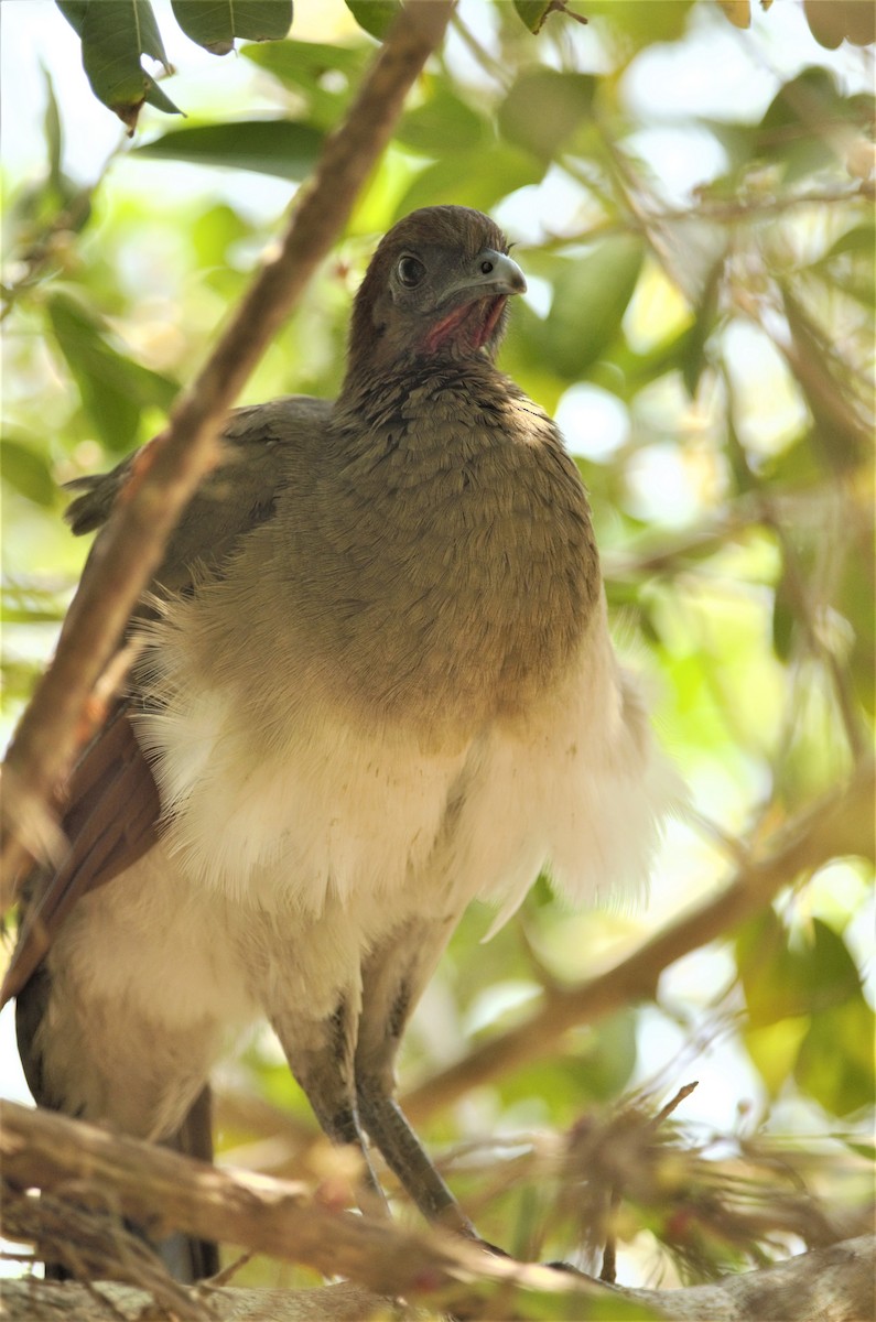 Chestnut-winged Chachalaca - Heather Pickard