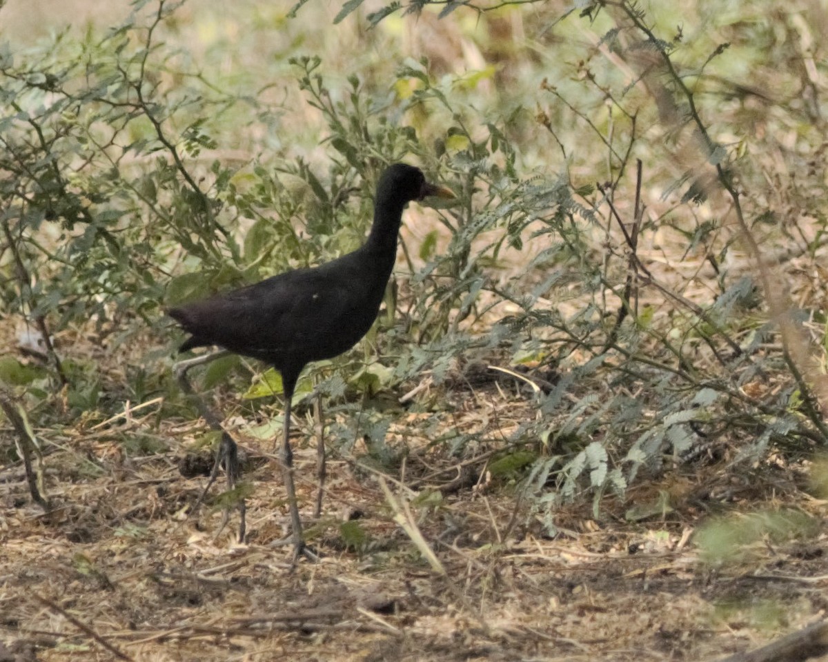 Wattled Jacana - ML160065841