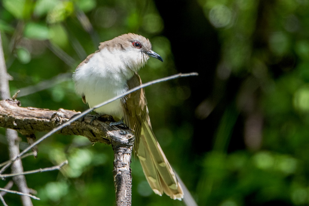 Black-billed Cuckoo - Sue Barth