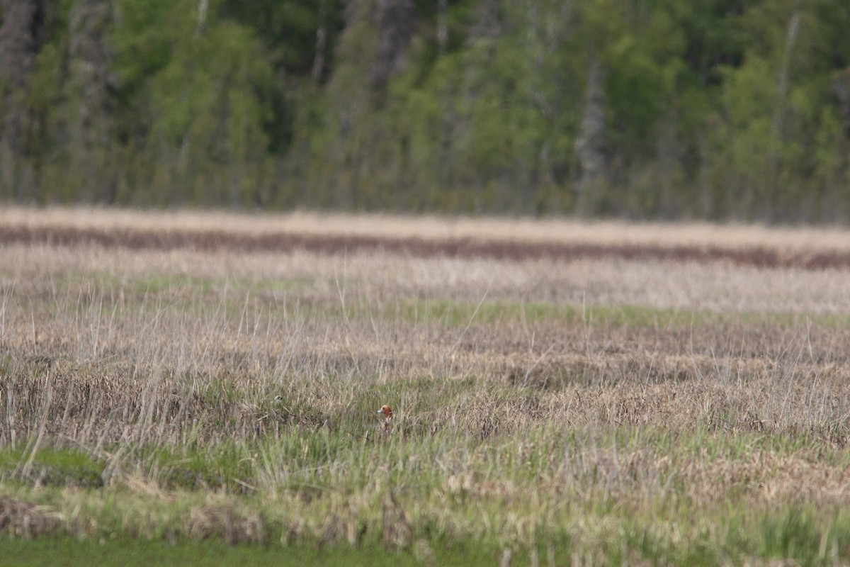 Eurasian Wigeon - ML160066531