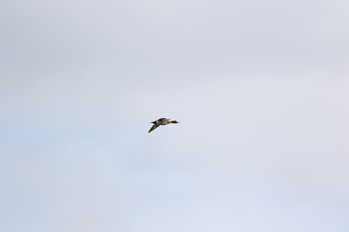 Eurasian Wigeon - ML160067061