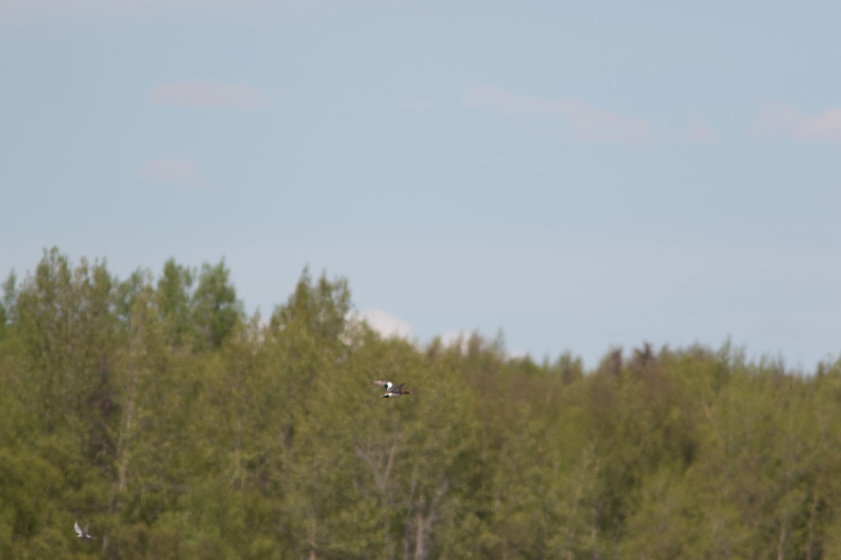 Eurasian Wigeon - ML160067071