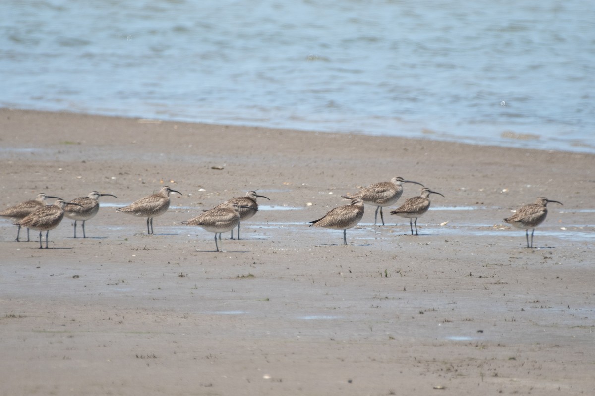 Courlis corlieu (hudsonicus) - ML160068141