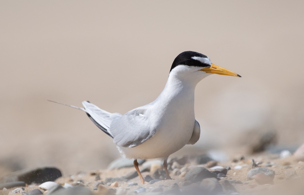 Least Tern - ML160068291