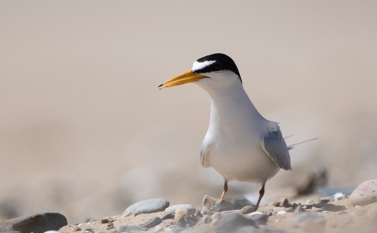 Least Tern - ML160068321