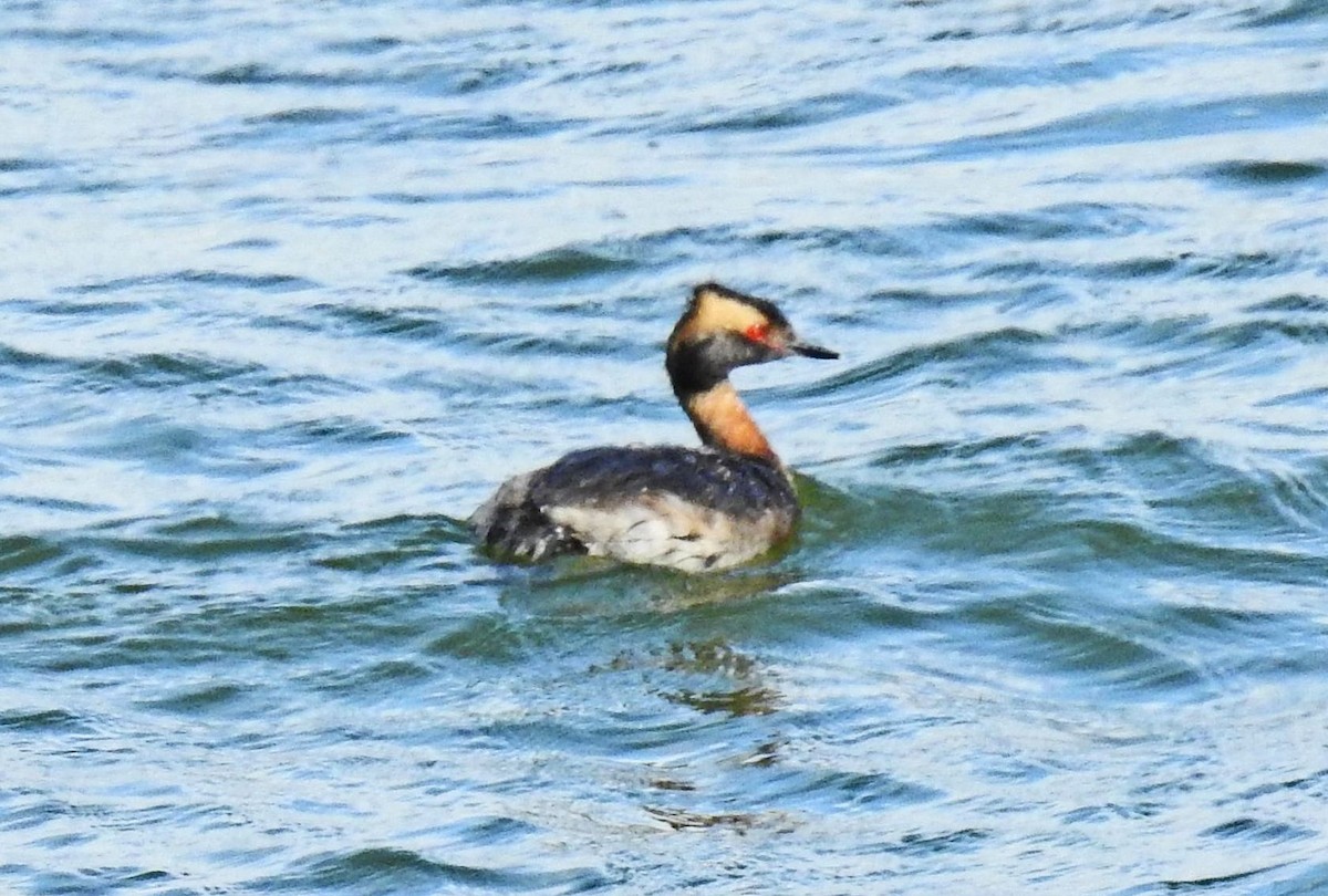 Horned Grebe - ML160068691