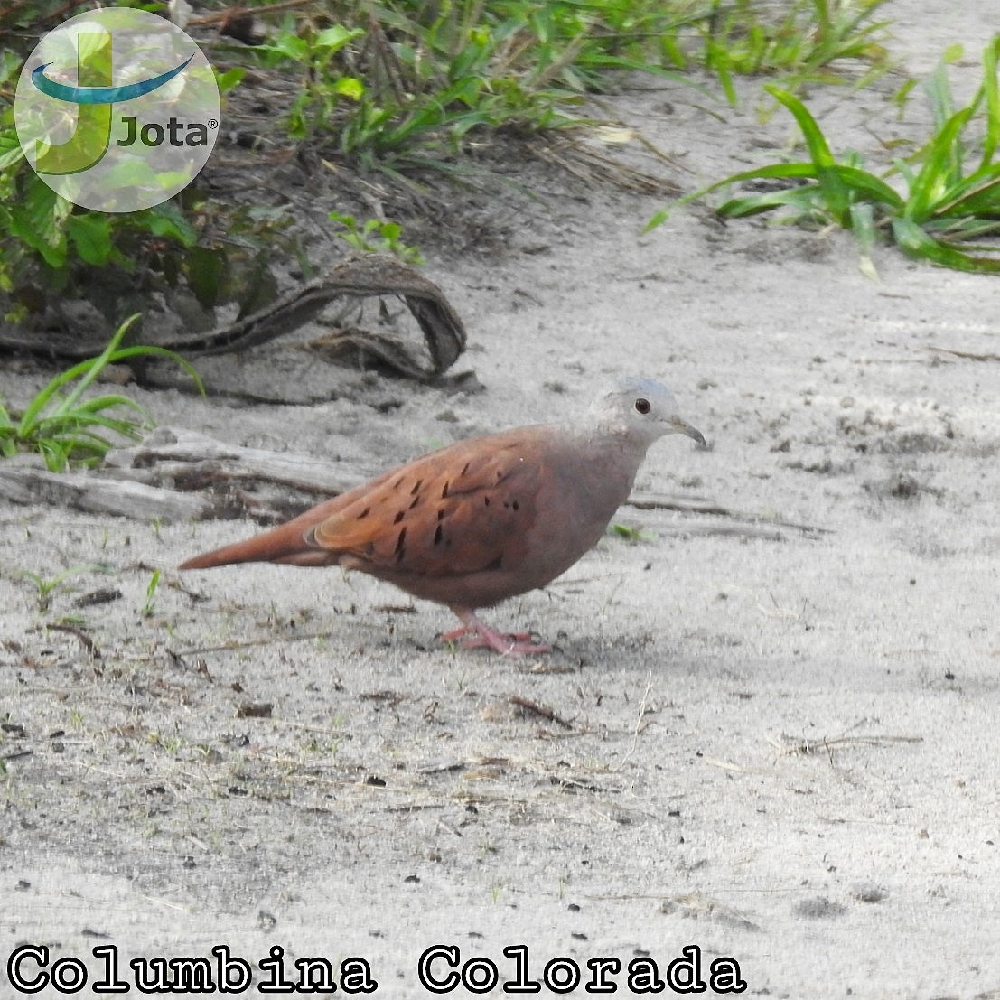 Ruddy Ground Dove - ML160069571