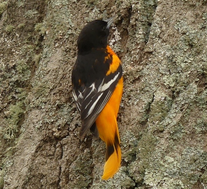 Oriole de Baltimore - ML160070451