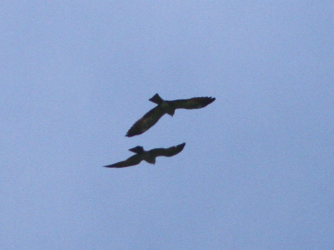 Mississippi Kite - ML160071391