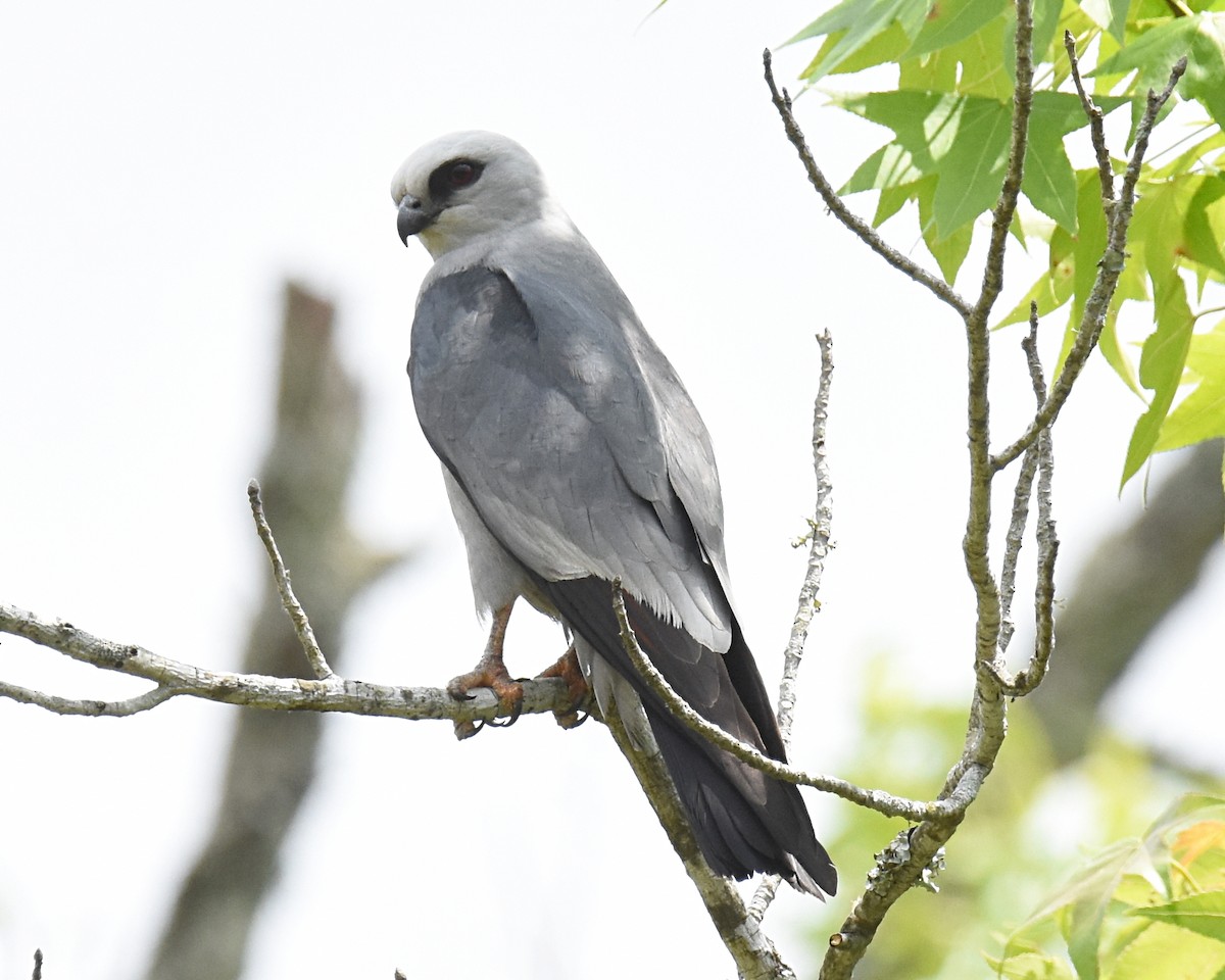 Mississippi Kite - ML160071411