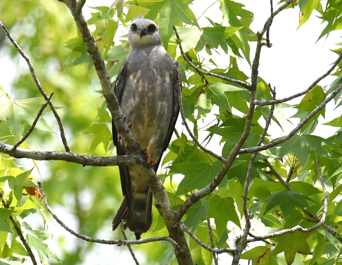 Mississippi Kite - ML160071431