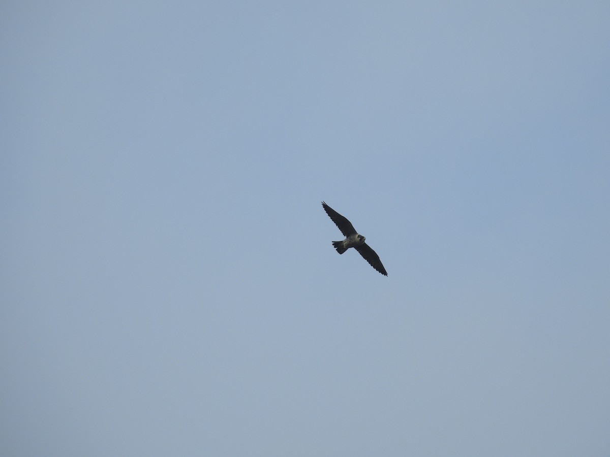 Peregrine Falcon - ML160071441